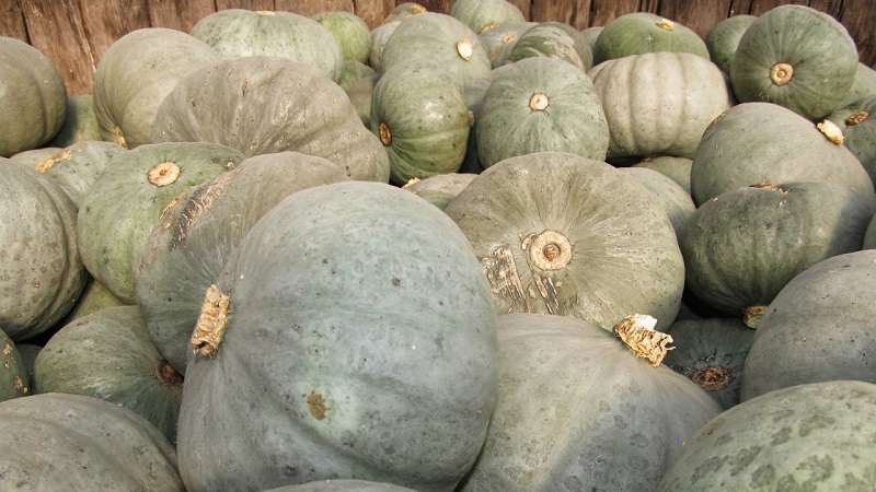 Variedade de abóbora Volzhskaya cinza de frutos grandes e de meia temporada: regras da tecnologia agrícola e dicas para o cultivo
