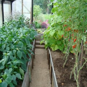 Une variété de tomates sans prétention mais très savoureuse Miracle du marché avec une récolte riche - un favori des jardiniers expérimentés