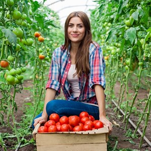 An unpretentious, but very tasty variety of tomatoes Miracle of the market with a rich harvest - a favorite of experienced gardeners