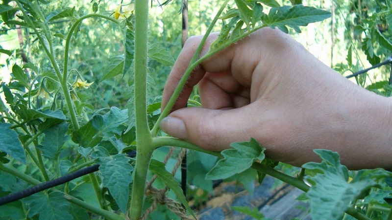 Instructions étape par étape pour les jardiniers novices: comment pincer correctement les tomates dans une serre et pourquoi vous en avez besoin