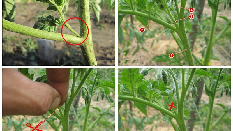 Stapsgewijze instructies voor beginnende tuinders: hoe tomaten correct in een kas te knijpen en waarom je het nodig hebt