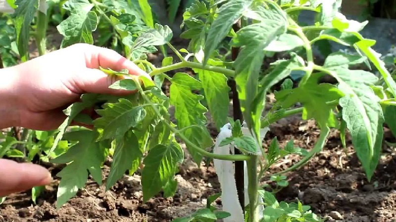 Wir lernen von erfahrenen Sommerbewohnern, wie man Tomaten richtig kneift: eine Analyse der Nuancen und eine schrittweise Beschreibung des Prozesses