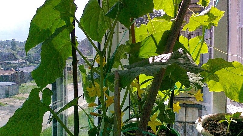 Instruções passo a passo para cultivadores de vegetais novatos: como cultivar pepinos na varanda e fazer uma colheita