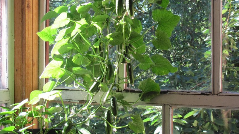 Instruções passo a passo para cultivadores de vegetais novatos: como cultivar pepinos na varanda e fazer uma colheita