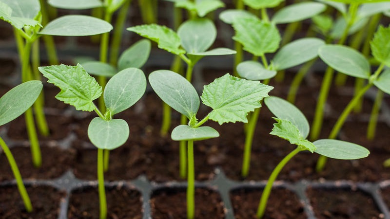 Acemi sebze yetiştiricileri için adım adım talimatlar: balkonda salatalık nasıl yetiştirilir ve hasat yapılır
