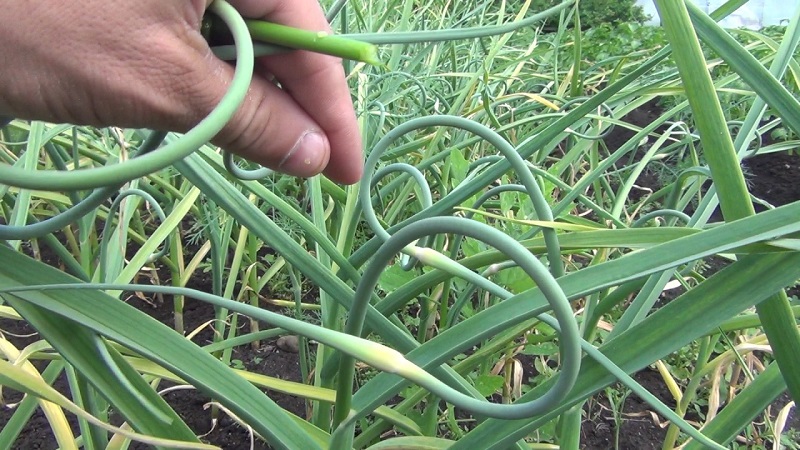 Secrets of winter garlic care in spring