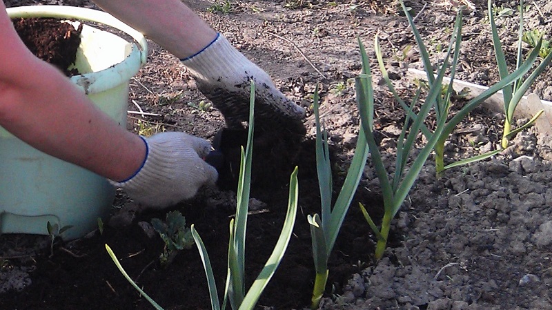 Secrets of winter garlic care in spring