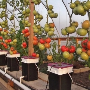 Bí quyết trồng cà chua thủy canh tại nhà