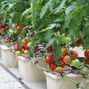 Hidroponikte evde domates yetiştirmenin sırları