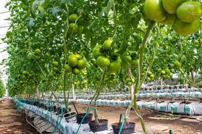 Secrets of growing tomatoes at home in hydroponics