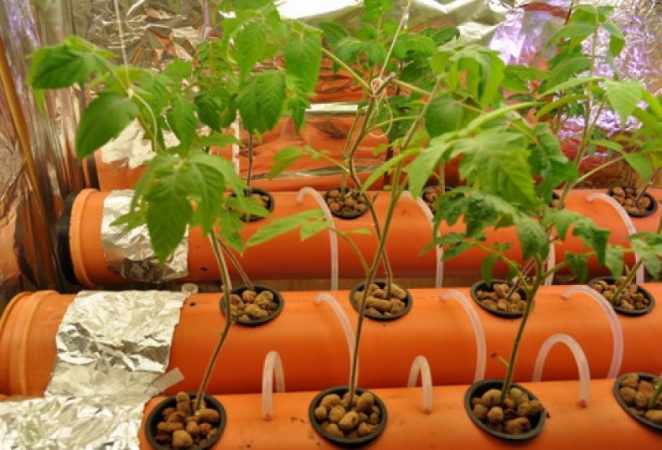 Mga lihim ng lumalagong mga kamatis sa bahay sa hydroponics