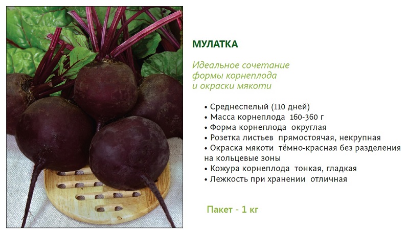 Tatlı ve vitamin dolu pancar Mulatto: zengin bir mahsul nasıl yetiştirilir ve nerede kullanılır