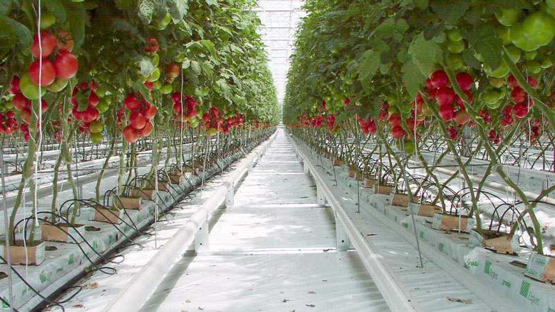 Sauver nos tomates - comment polliniser les tomates dans une serre en polycarbonate si elles ne sont pas pollinisées seules