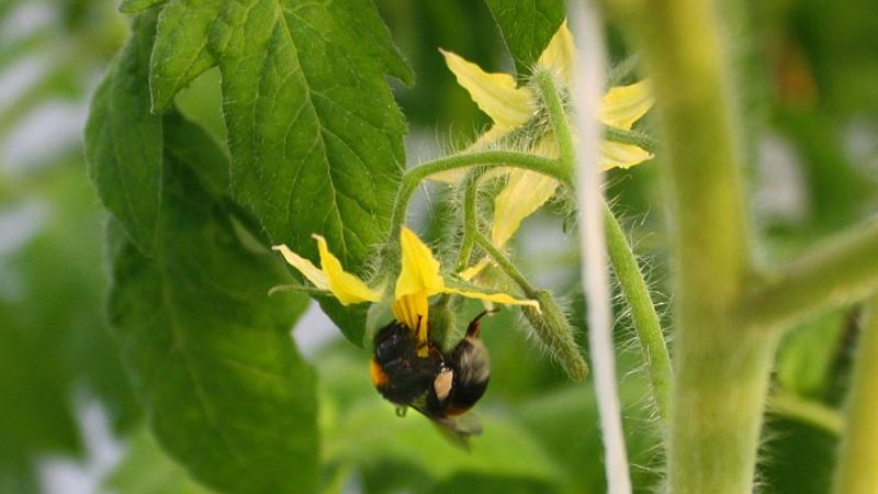 Nagse-save ng aming mga kamatis - kung paano pollinate ang mga kamatis sa isang polycarbonate greenhouse kung hindi sila pollinated sa kanilang sarili