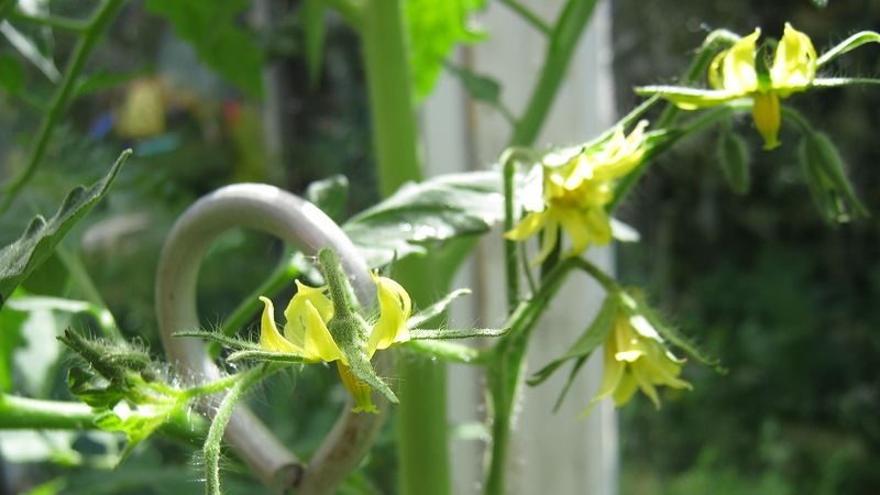 Sauver nos tomates - comment polliniser les tomates dans une serre en polycarbonate si elles ne sont pas pollinisées seules