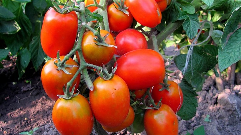 Obținem randamentul maxim cu cheltuiala minimă de energie - tomate Miracolul leneșilor