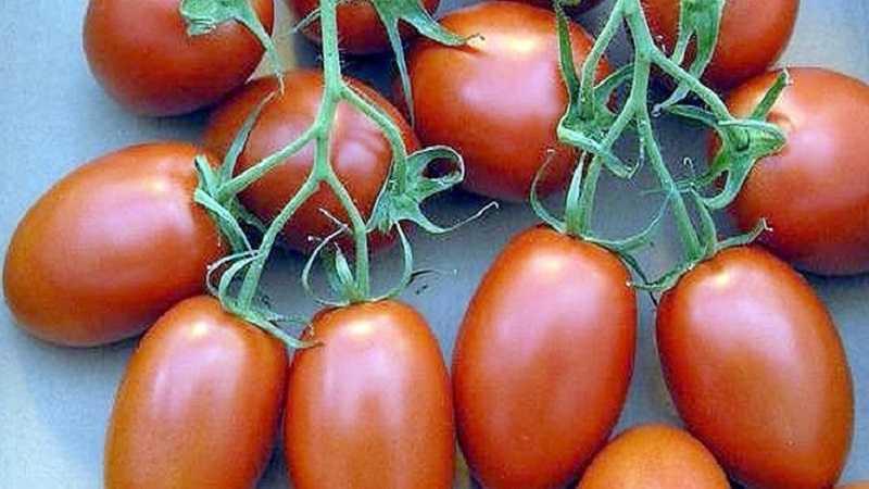 Nous obtenons le rendement maximal avec une dépense d'énergie minimale - tomate Le miracle du paresseux