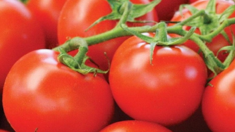 We krijgen de maximale opbrengst met het minimale energieverbruik - tomaat Het wonder van de luie