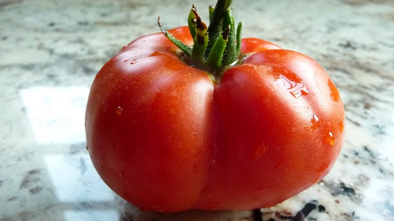 Tomato Em Champion: característiques i descripció de la varietat, ressenyes dels que van plantar tomàquets i fotos