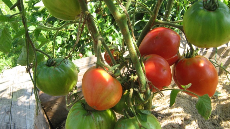 Tomato Em Champion: lajikkeen ominaisuudet ja kuvaus, tomaattien istuttajien arvostelut ja valokuvat