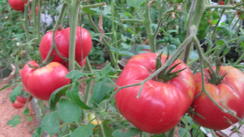 Uma excelente variedade para os amantes de tomates doces de frutos grandes - o tomate gigante rosa