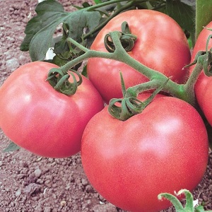 Une excellente variété pour les amateurs de tomates douces à gros fruits - la tomate géante rose