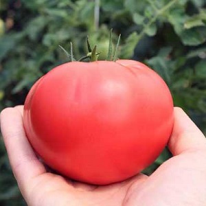 Delicioso tomate de alface com sabor doce de mel - o tomate Elefante Rosa e seus outros benefícios