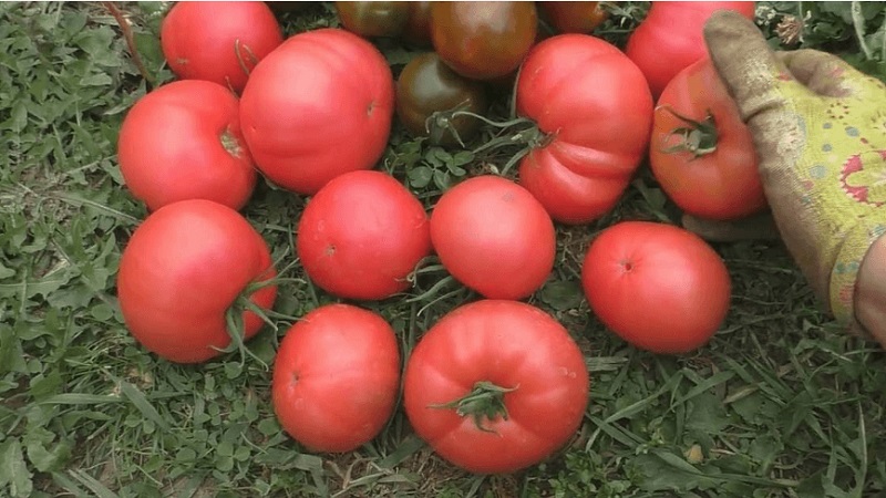Delicioso tomate de alface com sabor doce de mel - o tomate Elefante Rosa e seus outros benefícios