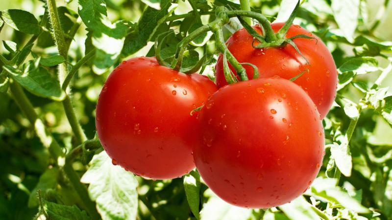 Sebze yetiştiricilerinin favorisi, Rus yetiştiriciler tarafından bağışlanan bir çeşit - domates Olya F1