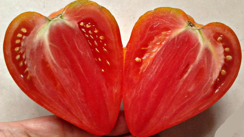 Dev meyvelere benzeyen lezzetli ve aromatik domatesler - harika domates Alman kırmızı çilek