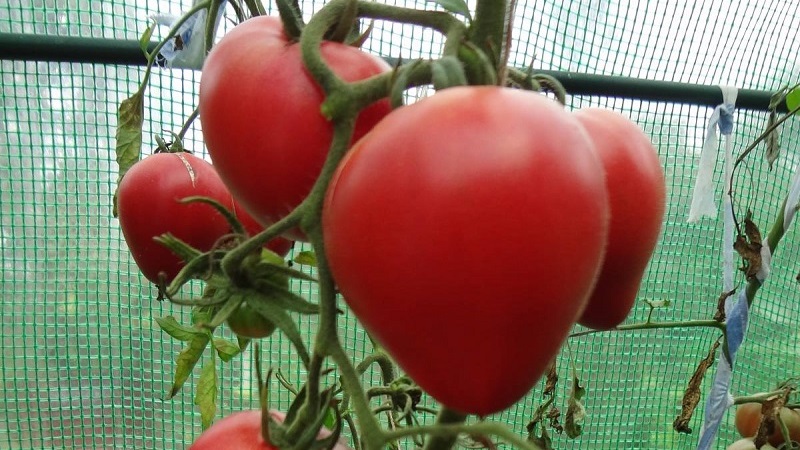 Tomates deliciosos e aromáticos que se parecem com bagas gigantes - tomate incrível morango vermelho alemão
