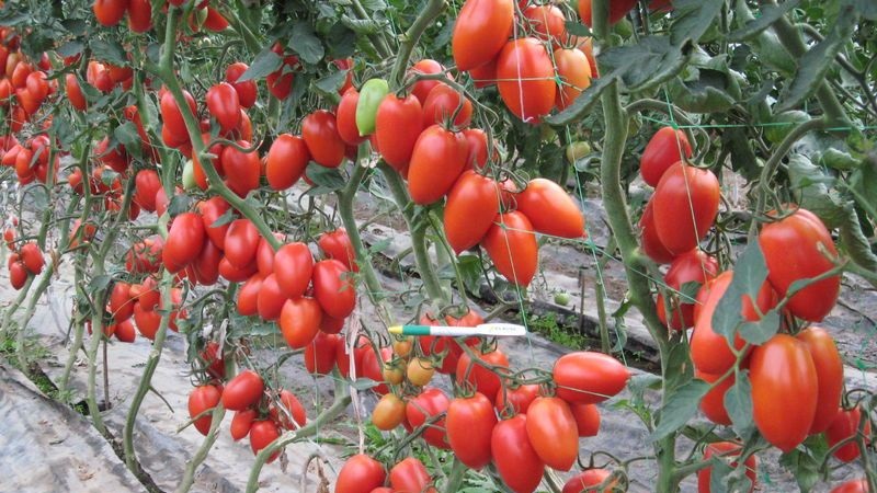 Cultivamos de forma independiente una rica cosecha de tomates colibrí para ensaladas, jugos y conservación.