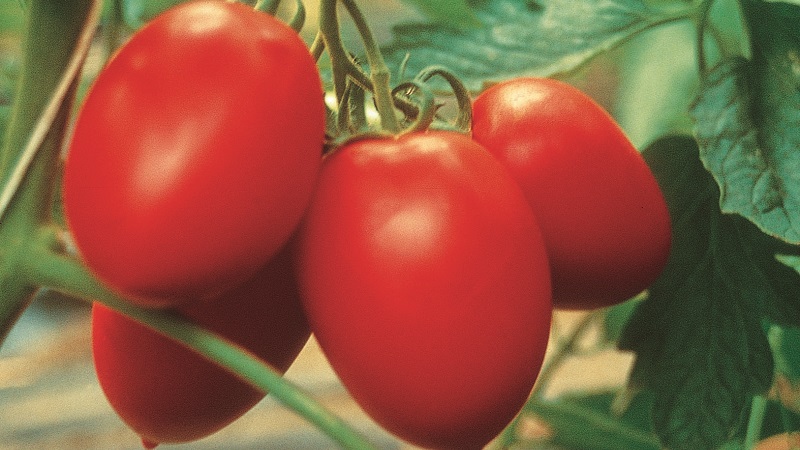 Wir bauen unabhängig voneinander eine reiche Ernte von Kolibri-Tomaten für Salate, Säfte und Konservierung an