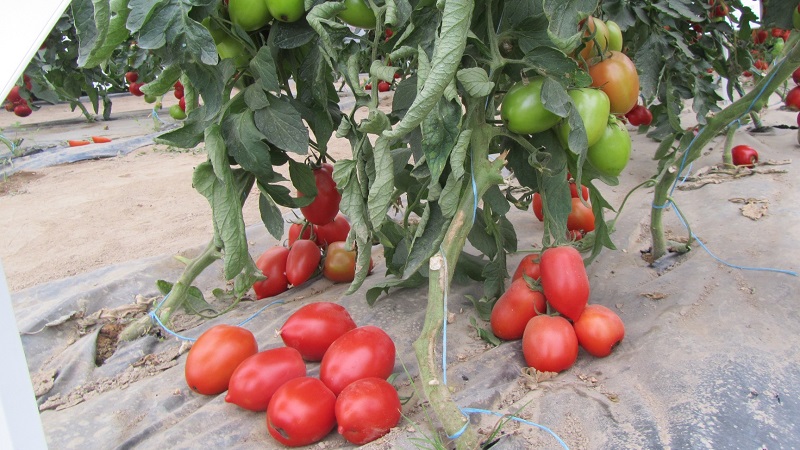 Nós cultivamos independentemente uma rica colheita de tomates-colibri para saladas, sucos e preservação