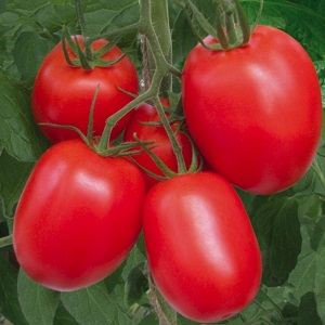 Nous cultivons indépendamment une riche récolte de tomates colibris pour les salades, les jus et la conservation