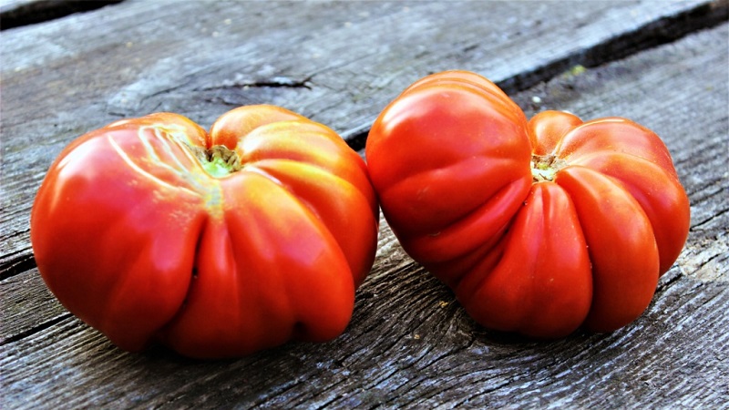 Wij telen op onze eigen grote tomaten met zoet, sappig, korrelig vruchtvlees: tomaat Buffalo Heart