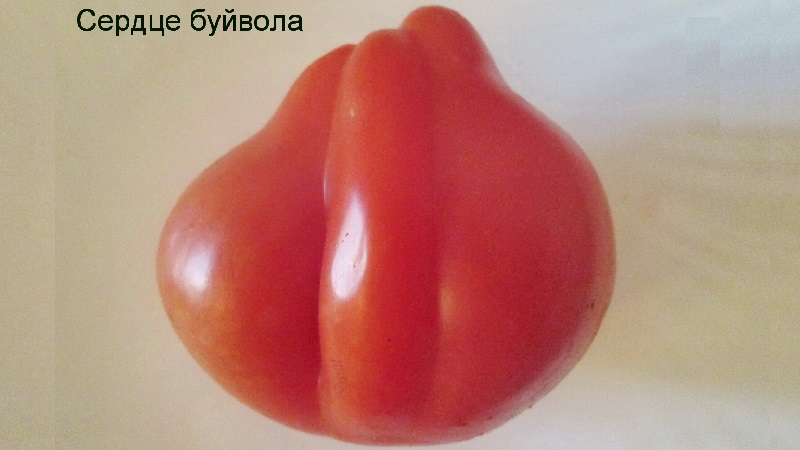 We grow on our own large tomatoes with sweet, juicy, grainy pulp: tomato Buffalo Heart