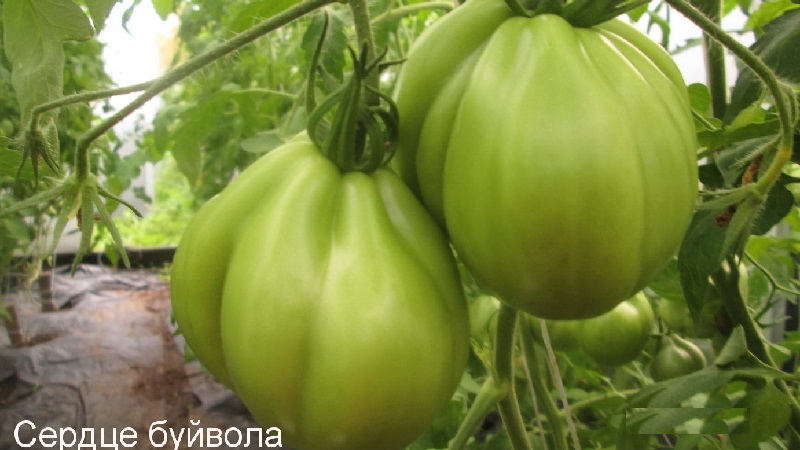 Chúng tôi tự trồng cà chua lớn với cùi ngọt, mọng nước, sần sùi: cà chua Trái tim trâu