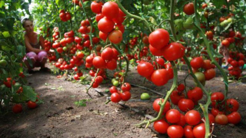 متنوعة ولذيذة من الطماطم الهولندية تانيا: نتعرف على المزايا وننمي أنفسنا