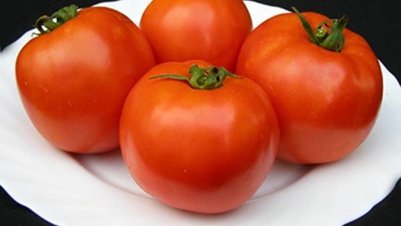 Variedade de tomate holandês brilhante e saborosa Tanya: conhecemos as vantagens e crescemos nós mesmos