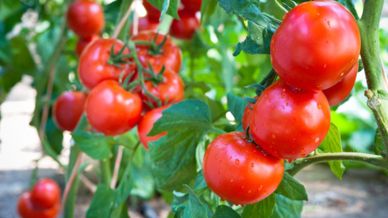Brilhante e saborosa variedade holandesa de tomate Tanya: conhecemos as vantagens e crescemos nós mesmos