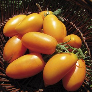 Versatile and easy-care miniature tomatoes Honey fingers: grow smartly