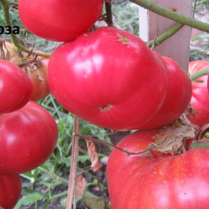 Bahçemizde bir Yabani Gül domatesi yetiştiriyor ve büyük ve sulu meyvelerden zengin bir hasat alıyoruz.