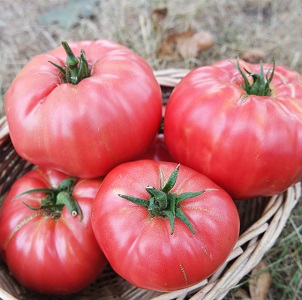 Bahçemizde bir Yabani Gül domatesi yetiştiriyor ve büyük ve sulu meyvelerin zengin bir hasatının tadını çıkarıyoruz.