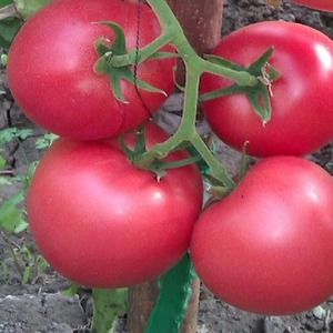 Tatlı, iri ve çok kokulu Pandarosa domatesleri - bahçe dekorasyonu