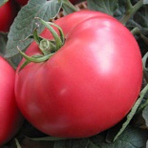 Slatka, velika i vrlo mirisna Pandarosa rajčica - vrtni ukras