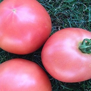Tatlı, iri ve çok kokulu Pandarosa domatesleri - bahçe dekorasyonu