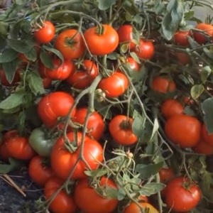 Variété à croissance faible pour les résidents d'été novices - Tomate naine mongole: description de la variété et commentaires de sa culture