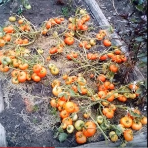 Mažai auganti veislė pradedantiesiems vasaros gyventojams - Mongolijos nykštukinis pomidoras: veislės aprašymas ir jo auginimo apžvalgos
