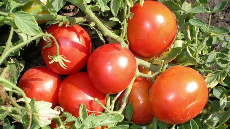 تنوع منخفض النمو للمقيمين في الصيف المبتدئين - الطماطم القزمة المنغولية: وصف تنوع ومراجعات زراعتها